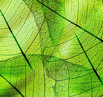 natuerliche_inhaltsstoffe_vetrigold_features_kategorieseite