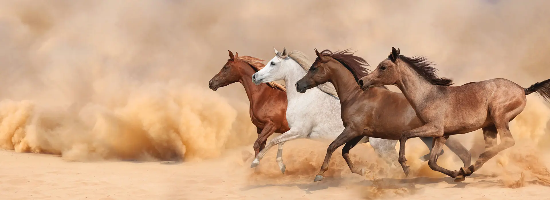 vetrigold_banner_bonusprogramm_web vetrigold_banner_bonusprogramm_web