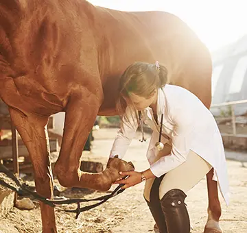 tieraerzte_vetrigold_features_kategorieseite